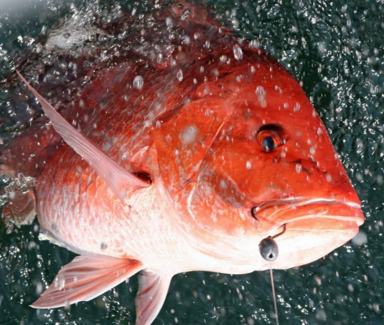 Florida’s recreational red snapper